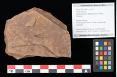 Foto (Objekt + Etikett) von Graminea ? sp.  (NHMW-GEO-2024-0188-0388)